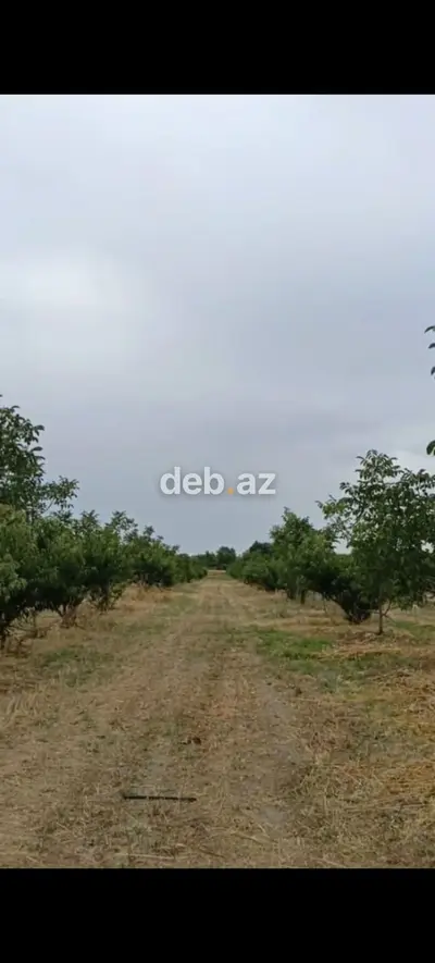 - Çıxarışı var. Kənd təsərrüfatı təyinatlı torpaqdır. - 1.27 hektar — kiçik şəkil 5