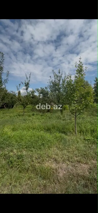 12 sot, Tikinti, Mülkiyyətçi, Kupça (Çıxarış) — kiçik şəkil 3