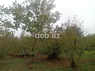 0.23 sot torpaq sahəsi satılır.Torpaq sahəsi əsas yoldan 100metr — kiçik şəkil 4