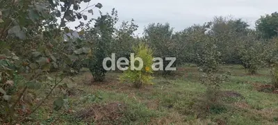 Xaçmaz rayonu, Həsənqala kəndində 20 sot fındıq bağı və tikinti — kiçik şəkil 9