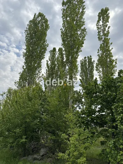 31 sot, Tikinti, Mülkiyyətçi, Kupça (Çıxarış) — kiçik şəkil 4