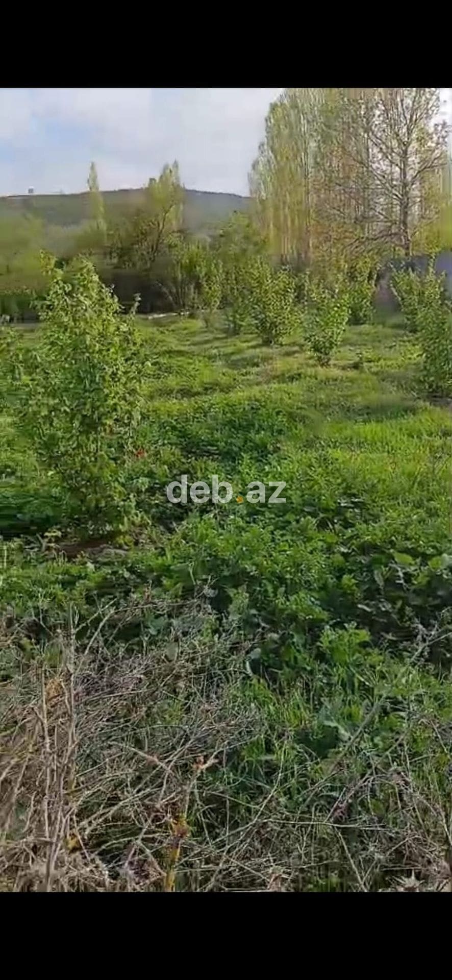 14 sot, Tikinti, Mülkiyyətçi, Kupça (Çıxarış) — şəkil 1