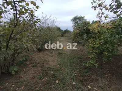 Kənd təsərrüfatı — kiçik şəkil 3
