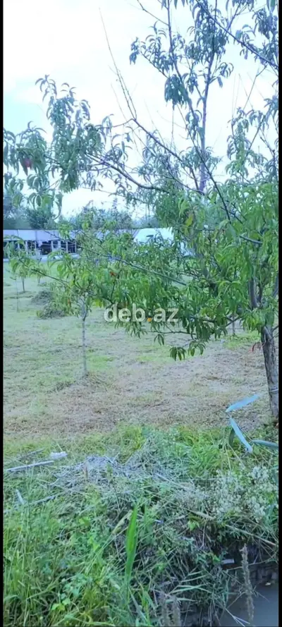 650 sot, Kənd təsərrüfatı, Maklerlər narahat etməsin, Kupça (Çıxarış) — kiçik şəkil 9