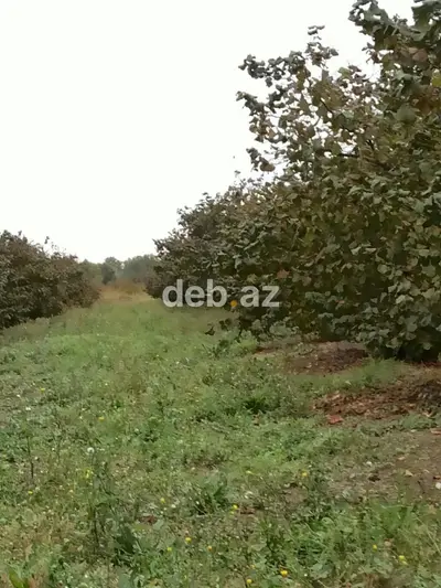 Kənd təsərrüfatı, Mülkiyyətçi, Kupça (Çıxarış) — kiçik şəkil 15