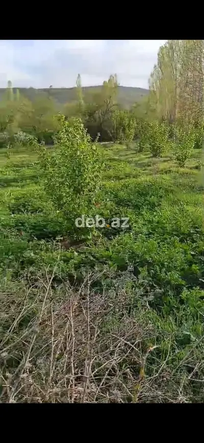 14 sot, Tikinti, Mülkiyyətçi, Kupça (Çıxarış) — kiçik şəkil 3