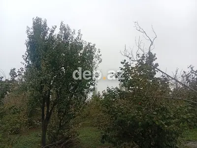 0.23 sot torpaq sahəsi satılır.Torpaq sahəsi əsas yoldan 100metr — kiçik şəkil 1