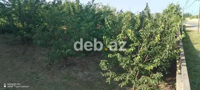 10 sot, Tikinti, Mülkiyyətçi, Kupça (Çıxarış) — kiçik şəkil 7