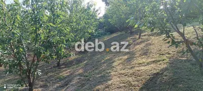 10 sot, Tikinti, Mülkiyyətçi, Kupça (Çıxarış) — kiçik şəkil 14