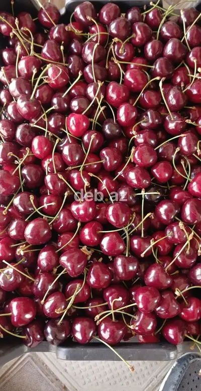 2000 sot, Kənd təsərrüfatı, Maklerlər narahat etməsin, Kupça (Çıxarış) — kiçik şəkil 6