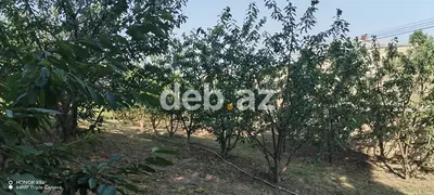 10 sot, Tikinti, Mülkiyyətçi, Kupça (Çıxarış) — kiçik şəkil 10