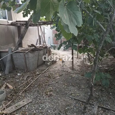Kənd təsərrüfatı — kiçik şəkil 2