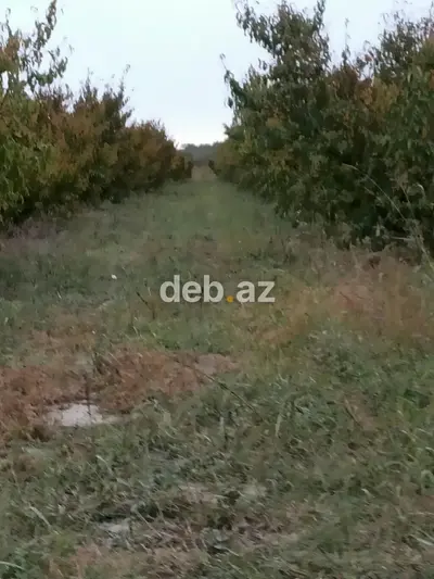 Kənd təsərrüfatı, Mülkiyyətçi, Kupça (Çıxarış) — kiçik şəkil 4