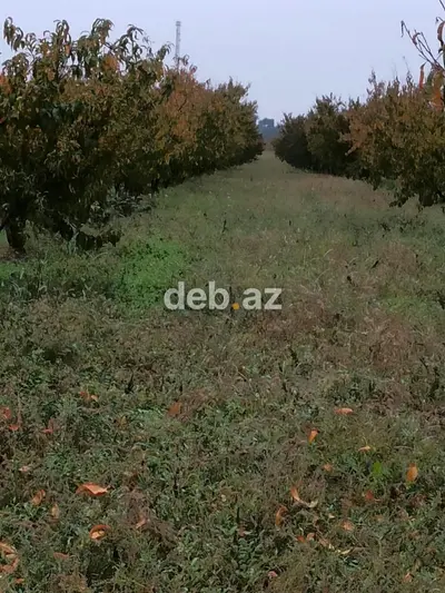 Kənd təsərrüfatı, Mülkiyyətçi, Kupça (Çıxarış) — kiçik şəkil 3