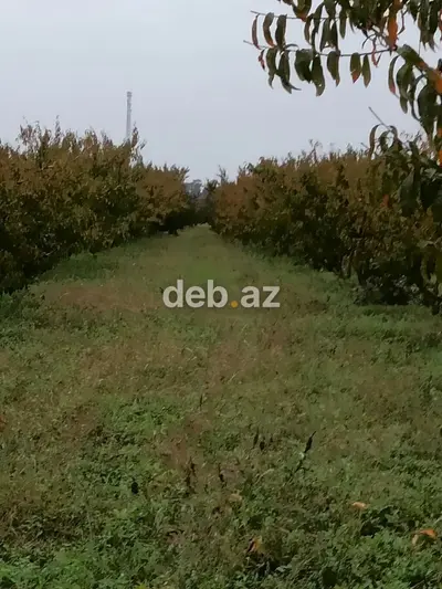 Kənd təsərrüfatı, Mülkiyyətçi, Kupça (Çıxarış) — kiçik şəkil 6