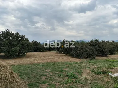 Qəbələ rayonu, Bum qəsəbəsində 2.5 hektar tikinti təyinatlı torpaq — kiçik şəkil 3