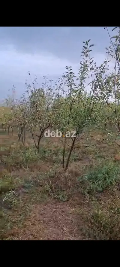23 sot, Kənd təsərrüfatı, Mülkiyyətçi — kiçik şəkil 2