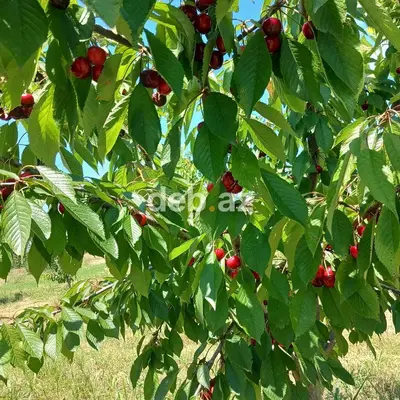2000 sot, Kənd təsərrüfatı, Maklerlər narahat etməsin, Kupça (Çıxarış) — kiçik şəkil 1