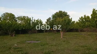 25 sot, Kənd təsərrüfatı, Mülkiyyətçi — kiçik şəkil 3