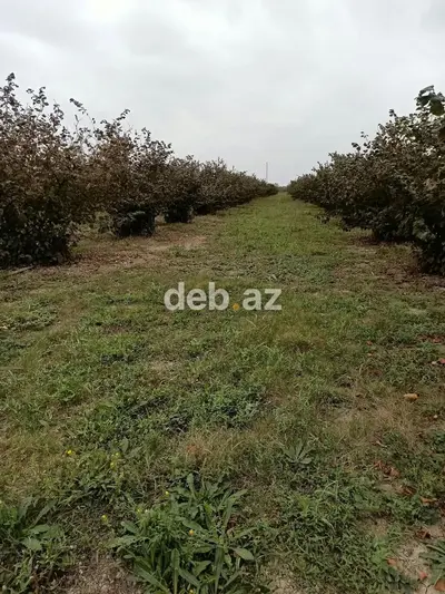 Kənd təsərrüfatı, Mülkiyyətçi, Kupça (Çıxarış) — kiçik şəkil 3