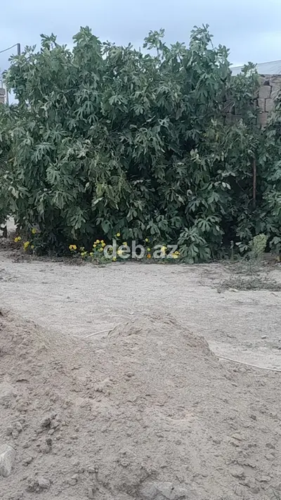 2 sot, Tikinti, Kupça (Çıxarış) — kiçik şəkil 3