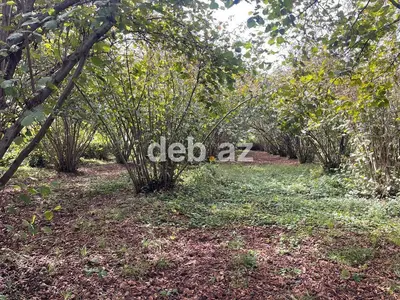 Təcili Zaqatala rayonu üçüncü tala kəndində 29 sotda findıq bağı — kiçik şəkil 8
