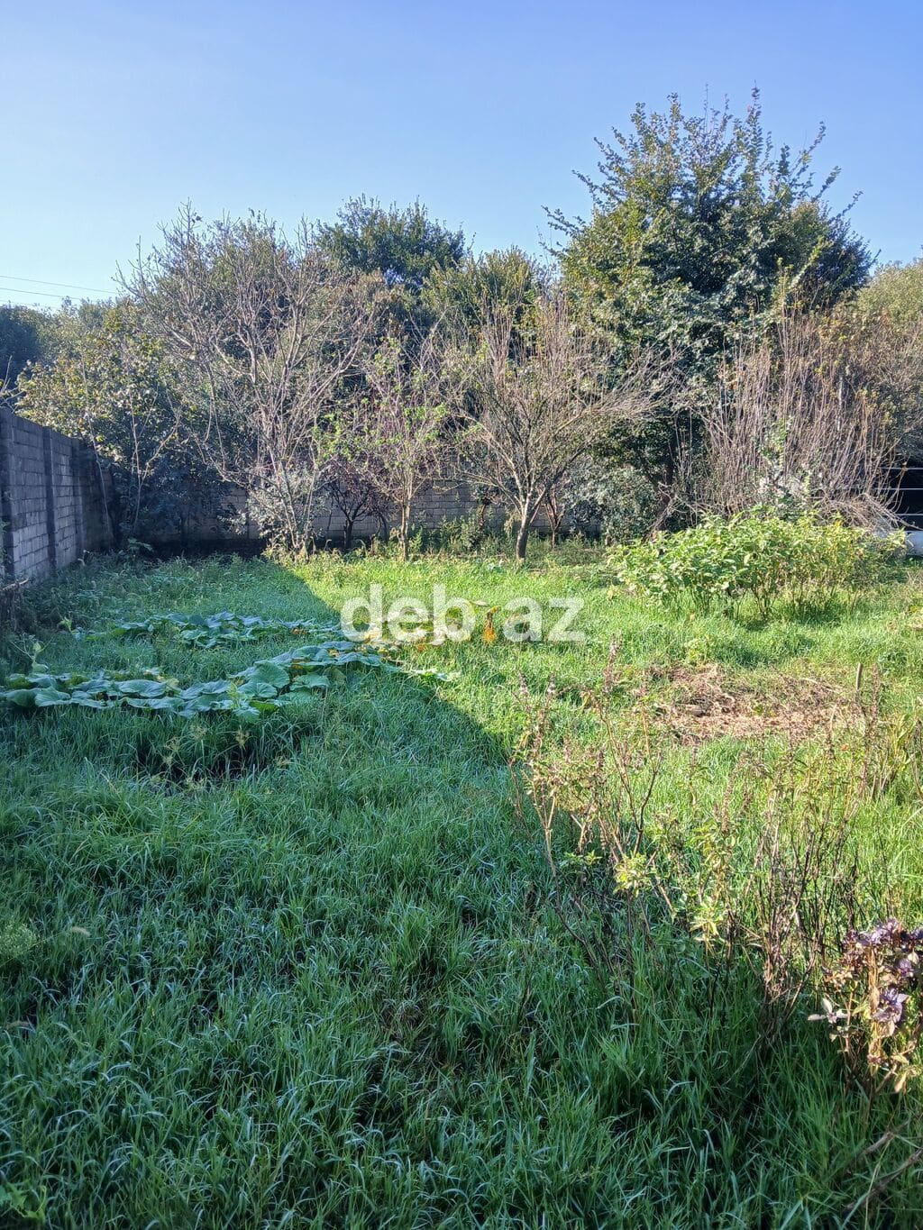 4 sot, Tikinti, Kupça (Çıxarış) — Astara