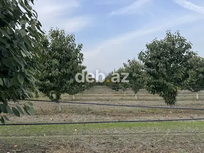 300 sot, Kənd təsərrüfatı, Mülkiyyətçi, Kupça (Çıxarış) — kiçik şəkil 2