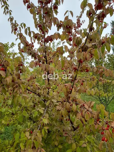 Qusar şəhərindən 10 km məsafədə, mənzərəli ərazidə 7 sot torpaq sahəsi dəyərindən aşağı satılır — kiçik şəkil 3