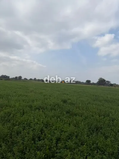 1.14 hektar (114 sot) kənd təsərrüfatı təyinatlı sənədli torpaq sahəsi satılır — kiçik şəkil 13