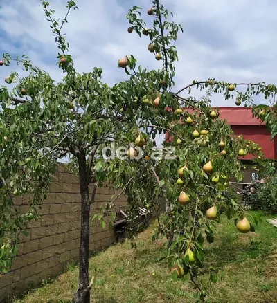Nağaraxana, 328 kv. m, 4 otaqlı, Hovuzsuz, Kanalizasiya, Kombi, Artezian quyusu — kiçik şəkil 14