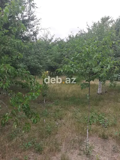 Salam. butun kamunal xidmetler var orta remont bag sahesi meyve — kiçik şəkil 8
