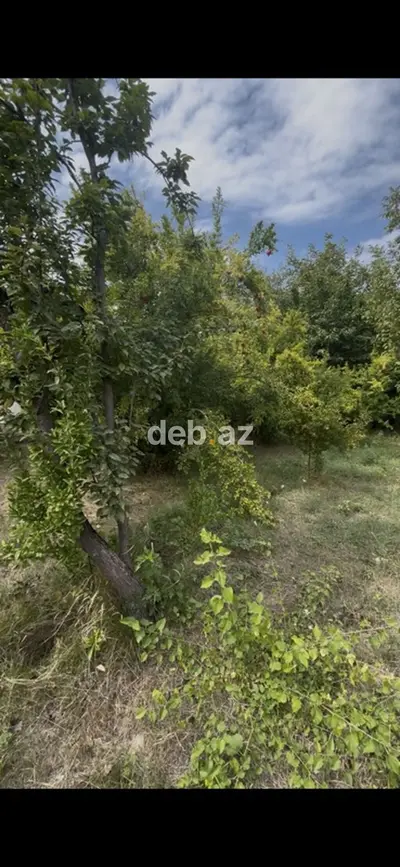 Tovuzda, Dondar Quşçu kəndində Kupçalı 12 sot meyvə bağı satılır — Tovuzçay su anbarına 100m məsafədə — kiçik şəkil 3