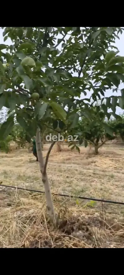 - Çıxarışı var. Kənd təsərrüfatı təyinatlı torpaqdır. - 1.27 hektar — kiçik şəkil 14