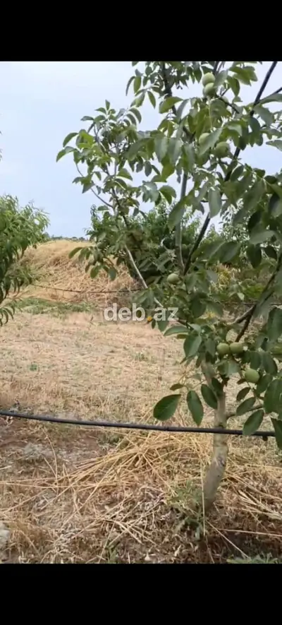 - Çıxarışı var. Kənd təsərrüfatı təyinatlı torpaqdır. - 1.27 hektar — kiçik şəkil 11