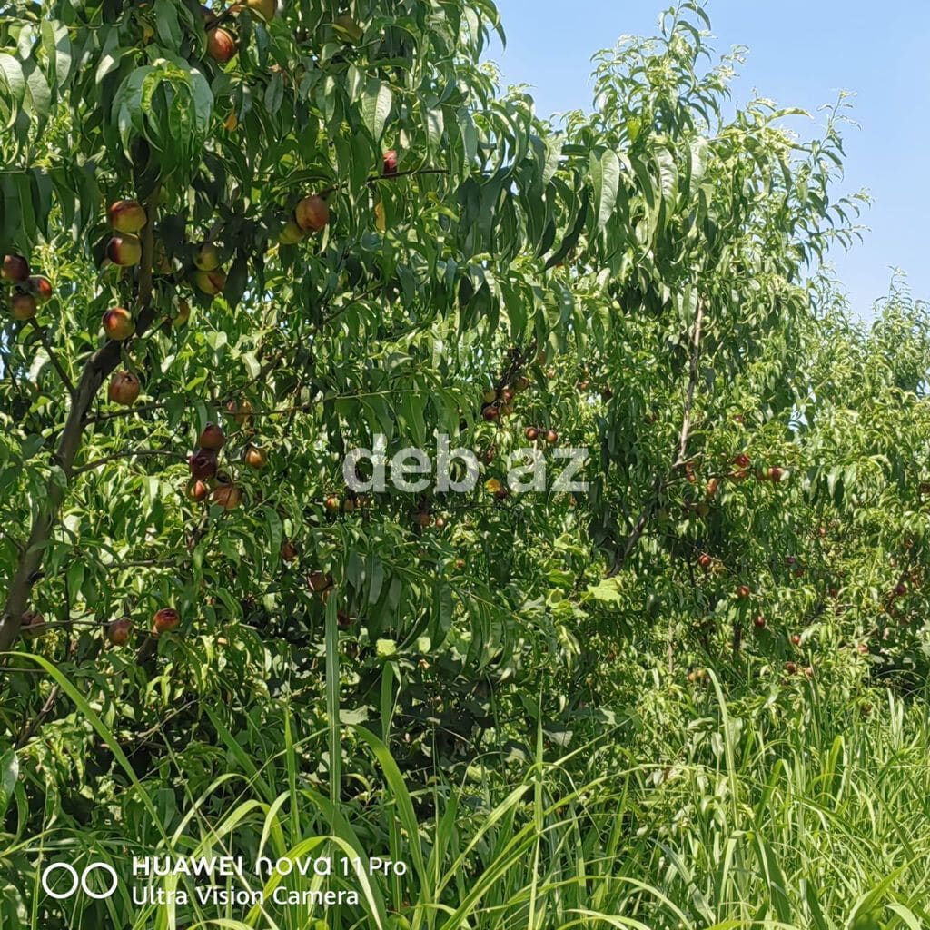 3.2 hektar (320 sot) kənd təsərrüfatı təyinatlı kupçalı torpaq satılır — şəkil 1