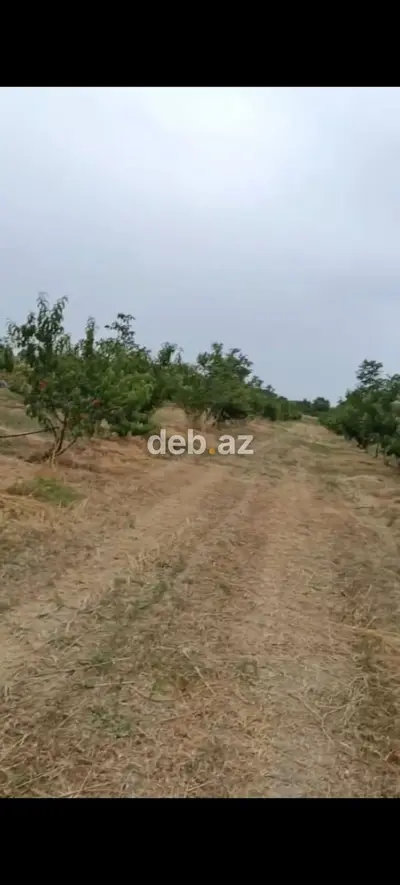 - Çıxarışı var. Kənd təsərrüfatı təyinatlı torpaqdır. - 1.27 hektar — kiçik şəkil 7