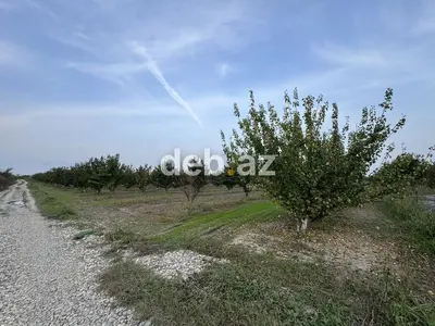 300 sot, Kənd təsərrüfatı, Mülkiyyətçi, Kupça (Çıxarış) — kiçik şəkil 7