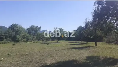 43 sot, Tikinti, Kupça (Çıxarış) — kiçik şəkil 1