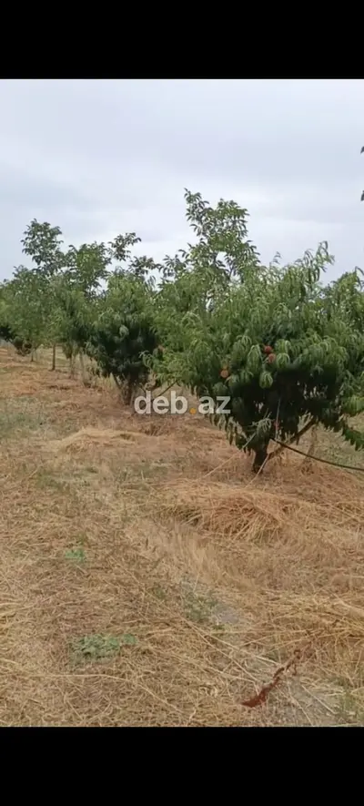 - Çıxarışı var. Kənd təsərrüfatı təyinatlı torpaqdır. - 1.27 hektar — kiçik şəkil 13