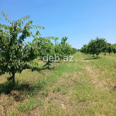 2000 sot, Kənd təsərrüfatı, Maklerlər narahat etməsin, Kupça (Çıxarış) — kiçik şəkil 3