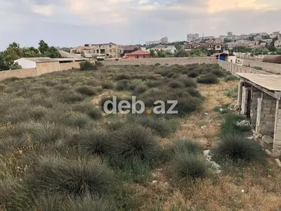 50 sot, Tikinti, Kupça (Çıxarış) — kiçik şəkil 5
