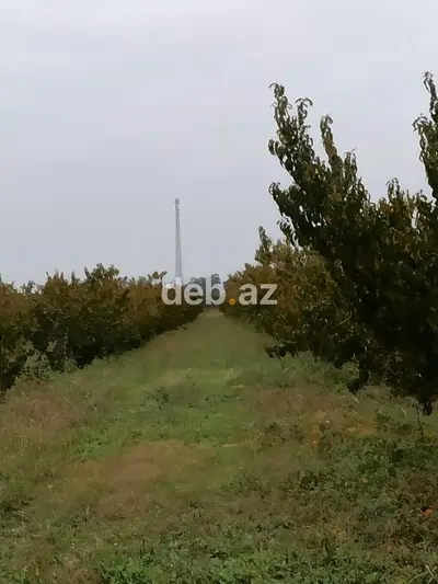 Kənd təsərrüfatı, Mülkiyyətçi, Kupça (Çıxarış) — kiçik şəkil 14