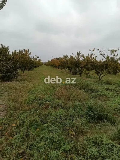 Kənd təsərrüfatı, Mülkiyyətçi, Kupça (Çıxarış) — kiçik şəkil 2