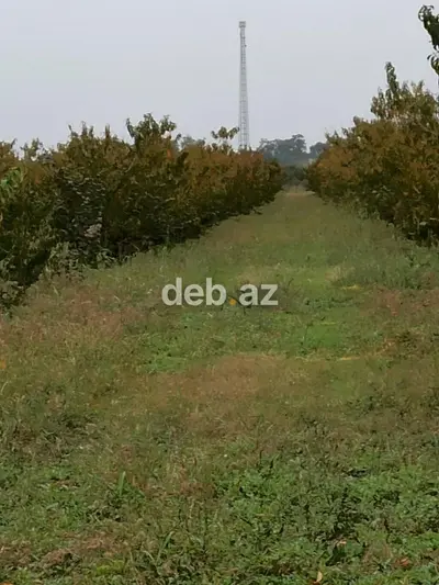 Kənd təsərrüfatı, Mülkiyyətçi, Kupça (Çıxarış) — kiçik şəkil 12