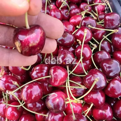 2000 sot, Kənd təsərrüfatı, Maklerlər narahat etməsin, Kupça (Çıxarış) — kiçik şəkil 8