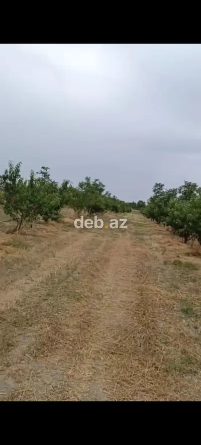 - Çıxarışı var. Kənd təsərrüfatı təyinatlı torpaqdır. - 1.27 hektar — kiçik şəkil 3