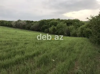 Zərdabda 130 sot (1.3 ha) kənd təsərrüfatı və istirahət təyinatlı torpaq sahəsi satılır — kiçik şəkil 3