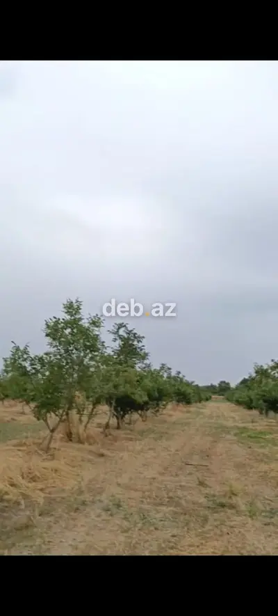 - Çıxarışı var. Kənd təsərrüfatı təyinatlı torpaqdır. - 1.27 hektar — kiçik şəkil 8