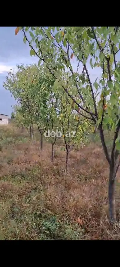 23 sot, Kənd təsərrüfatı, Mülkiyyətçi — kiçik şəkil 4